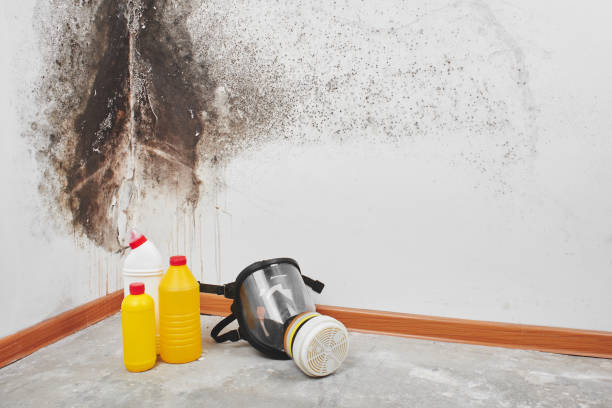 Mold Testing and Removal in Caledonia, MS