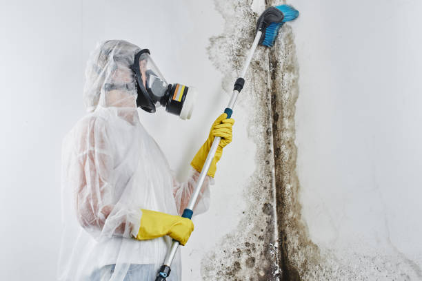Home Mold Removal in Caledonia, MS