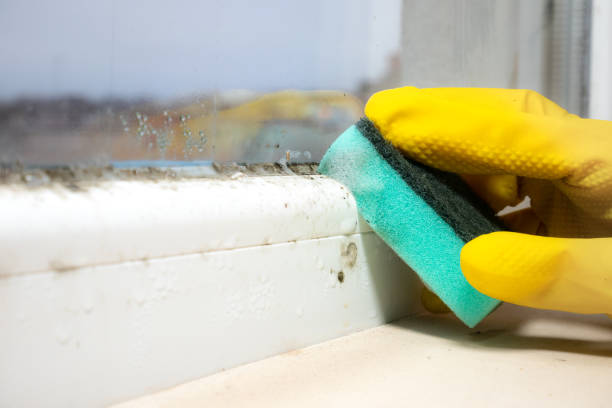 Best Office Mold Removal Services  in Caledonia, MS