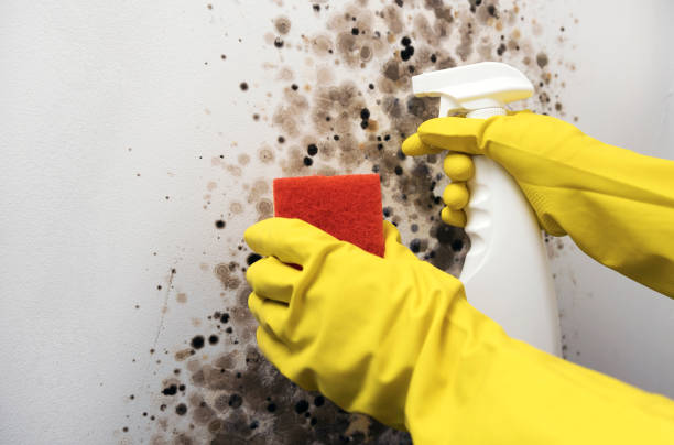 Best Certified Mold Removal  in Caledonia, MS