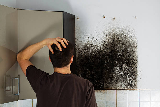Best Commercial Mold Removal  in Caledonia, MS