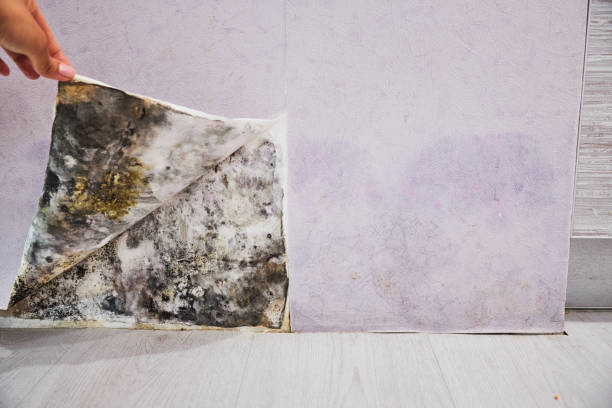 Best Toxic Mold Removal  in Caledonia, MS